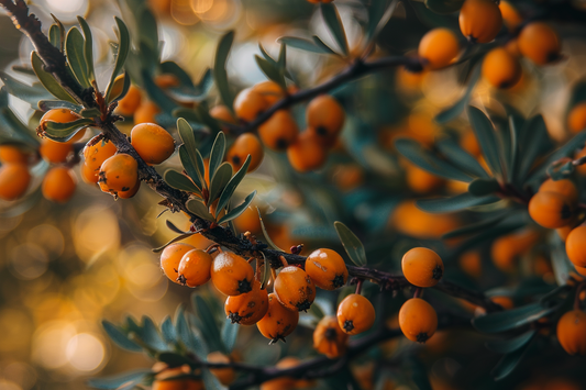 TropaCabana's Blog: Glow Up with Seabuckthorn! 